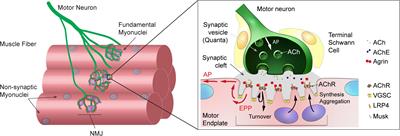 The TOR Pathway at the Neuromuscular Junction: More Than a Metabolic Player?